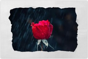 Plakátok 90x60 Rózsa Virág Virágok Rózsák