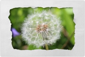 Poszterek 90x60 Pitypang Virág Virágok