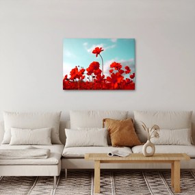 Fényes piros virágokkal rendelkező mező képe (70x50 cm)