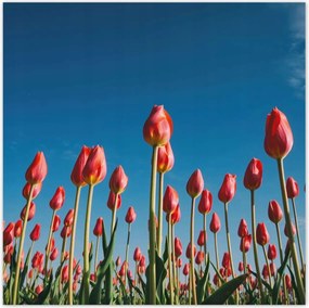 Poszterek 30x30 Tulipánok Tájkép Tulipánok