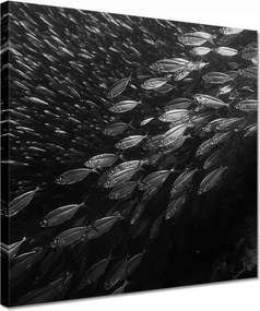 Vászonkép 30x30 Nagy halak a tengerben