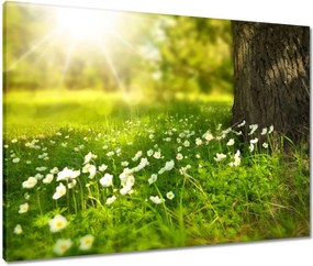 Vászonkép 80x60 Sugárzás a réten