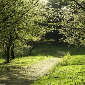 Poszter 30x30cm Napfény a fák közötti ösvényen, Assaf Frank