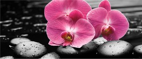 Kép - Rózsaszín orchideák (120x50 cm)