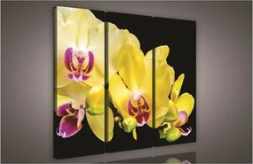 Orchidea, 3 darabos vászonkép, 90x80 cm méretben