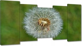 Vászonkép 150x80 Pitypang Virág Virágok