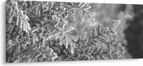 Kép - Lucfenyő erdő (120x50 cm)
