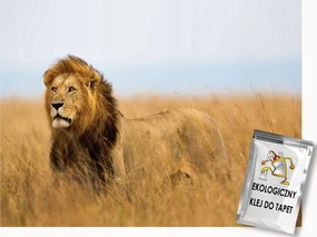 Fotótapéta Flizelina Állatok Macskák Oroszlán Afrika Természet 250x175 ragasztó