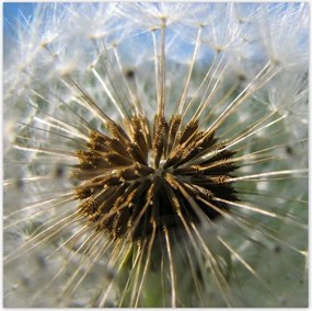 Poszterek 100x100 Pitypang Virág Virágok