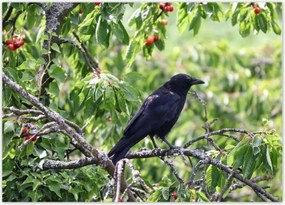 Poszterek 70x50 Madarak