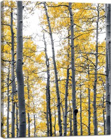 Vászonkép Nyírfák Sárga levelek Természet Tavasz 40x50 cm