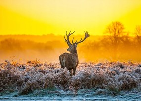 Szarvas poszter 40x50 cm kép #154