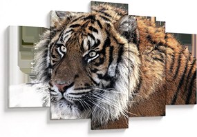 Tigris képe (150x105 cm)