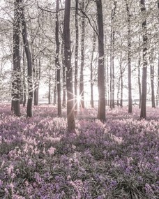 Poszter 40x50cm Bluebell erdő tavasszal naplementekor, Assaf Frank