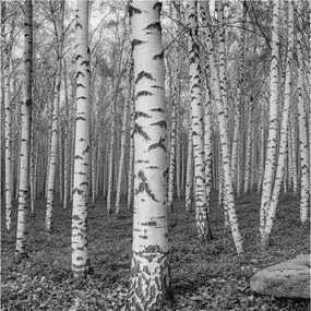 Dekoratív Fotótapéta Hálószobába Nyírerdő 250x250 Ragasztó