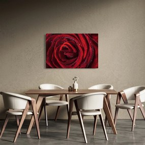 Kép - Vörös rózsa harmatcseppekkel (90x60 cm)