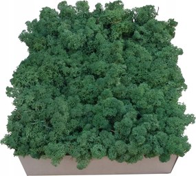 Moha Chrobotek Közepes zöld karton 600g