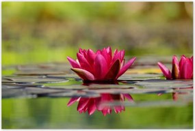 Poszterek 120x80 Vízi liliom