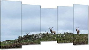 Vászonkép 150x80 Szarvas felszarvazott