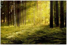 Poszterek 120x80 Napfelkelte az erdőben