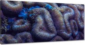 Képek 180x90 Vad natura az óceánban