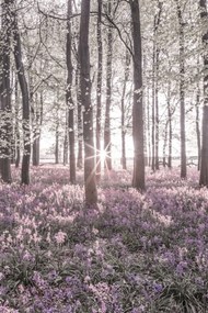 Poszter 40x60cm Bluebell erdő tavasszal naplementekor, Assaf Frank