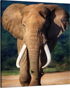 Vászonkép Nagy Elefánt Állat Természet 80x100 cm