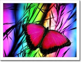 Poszterek keretben 40x30 Pillangó