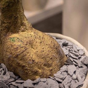 Pottery Pots Realisztikus műfa Queensland palackfa, több méretben - PotteryPots méret: XL - ø 80 cm | m. 240 cm