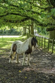 Poszter 40x60cm Ló a farmon, Assaf Frank