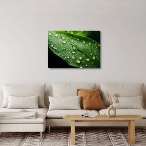 Üveg kép - Levél eső után (70x50 cm)