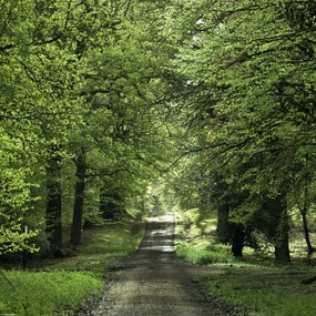 Poszter 40x40cm Tavaszi erdei ösvény, Assaf Frank