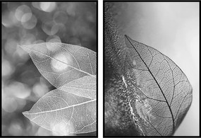 Poszter fotó levelek fekete-fehér 2db 21x30cm