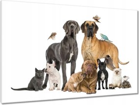 Vászonkép 90x60 Kutya macska madár hüllő nyúl