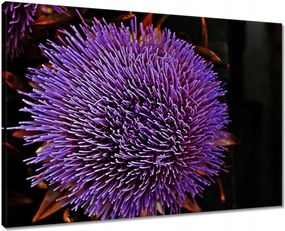 Vászonkép 70x50 Virág Lila Csipkebogyó