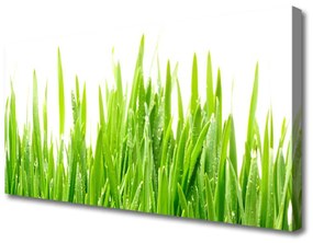 Vászonkép Grass Nature Plant 125x50 cm