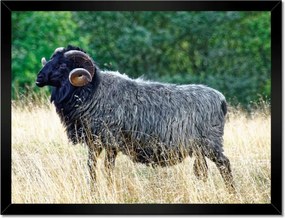 Poszterek keretben 40x30 Kos a csarnokban a hegyekben