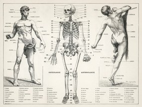 Illusztráció Antique Illustration of the Human Body & Skeleton (Biology), (40 x 30 cm)