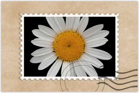 Poszterek 90x60 Fehér kamillavirågok