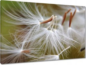 Vászonkép 90x60 Pitypang Virág Virágok