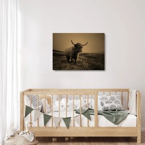 Üveg kép - Skót tehén menekül (70x50 cm)
