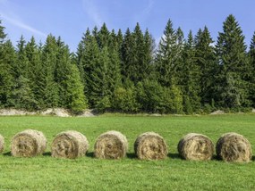 Poszter 40x30cm Szénakazalok a fűben, Assaf Frank