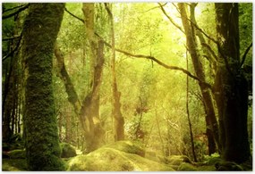 Poszterek 155x105 Varázslatos erdő Tájkép