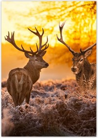 Poszterek 70x100 Szarvasok a rikkancson