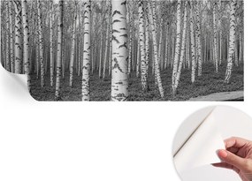 Fotótapéta Fali tapéta Hálószobába és Nappaliba Nyírerdő 250x104 cm