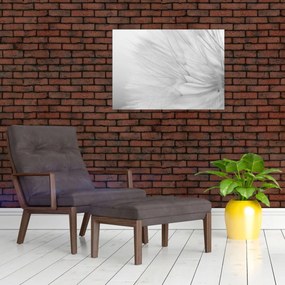 Üveg kép - Pitypang (70x50 cm)