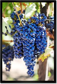 Poszterek keretben 40x60 Bor Szőlő Pincészet