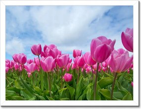 Poszterek keretben 40x30 Tulipánok Virágok