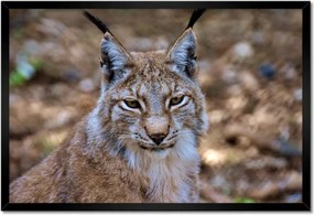 Poszterek keretben 60x40 Hiúz közelről Vadmacska