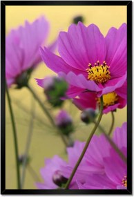 Poszterek keretben 40x60 Virágok a réten